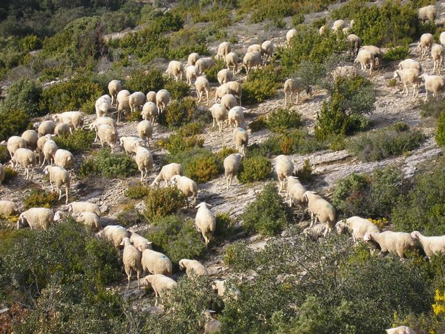 Les moutons